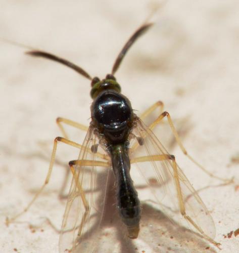 Stilobezzia sp.